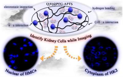 Cucurbit [8] uril-based supramolecular fluorescent biomaterials for cytotoxicity and imaging studies of kidney cells